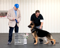 _DSC1698 AmBredDog